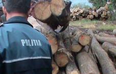 Botoșănean după gratii pentru furt de arbori 