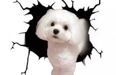 Vând pui bichon