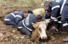 Bovină căzută într-o fosă septică, salvată de pompierii botoşăneni