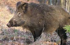 Accident produs în pădurea Gorovei din cauza unui porc mistreț