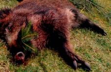 Masacru în pădurile din Botoșani. Au fost găsite capetele a 6 mistreți uciși de braconieri