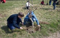 România verde… Sărbătoarea sădirii arborilor