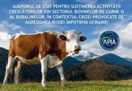 APIA primește cereri de ajutor din partea statului pentru susținerea activității crescătorilor din sectorul bovinelor de carne și al bub