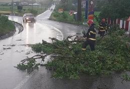 Copaci și cabluri electrice rupte de vânt în urma fenomenelor meteo din județ - FOTO