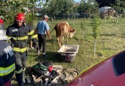 Rămasă captivă într-un cămin de apă din beton, o bovină a fost salvată de pompierii botoșăneni - FOTO