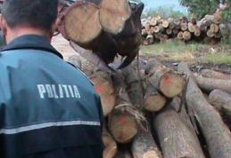 Botoșănean după gratii pentru furt de arbori 