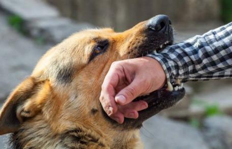 Cum trebuie să procedezi atunci când te mușcă un animal