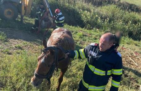 Cal căzut în râul Jijia, salvat de pompieri