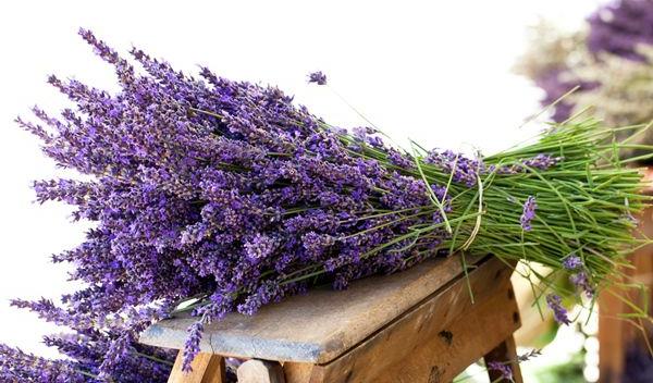 lavanda